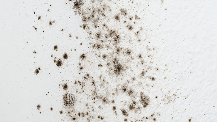 Alergen yang ada di rumah