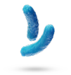 Bacteria 1.3 microns